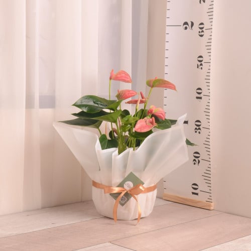 انثوريوم بزهور وردية مع حوض سيراميك من ويست الم