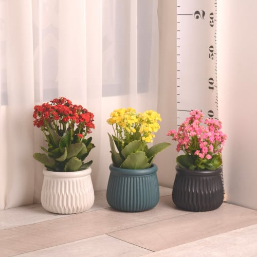 زهور كلانشو Kalanchoe blossfeldiana