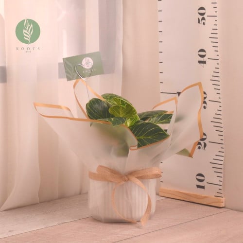 فيلودندرون بيركين مع حوض سيراميك أبيض