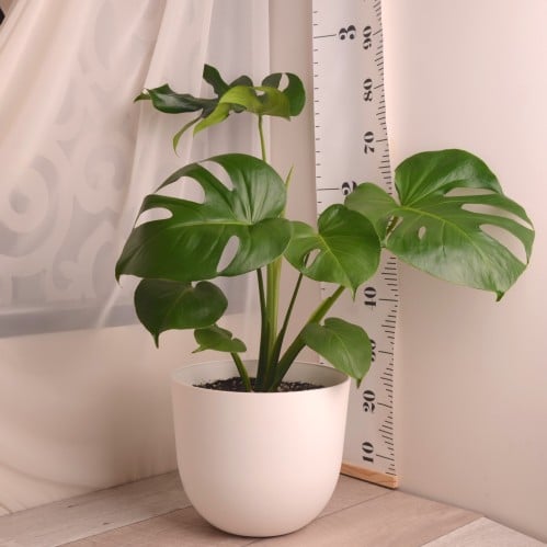 مونستيرا دلسيوسا مع حوض بلاستيك أبيض