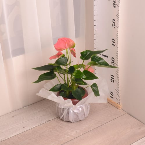 انثوريوم وردي مع حوض سيراميك أحمر