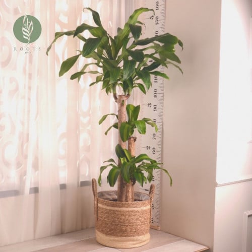 دراسينا ماسجنانا Dracaena massangeana