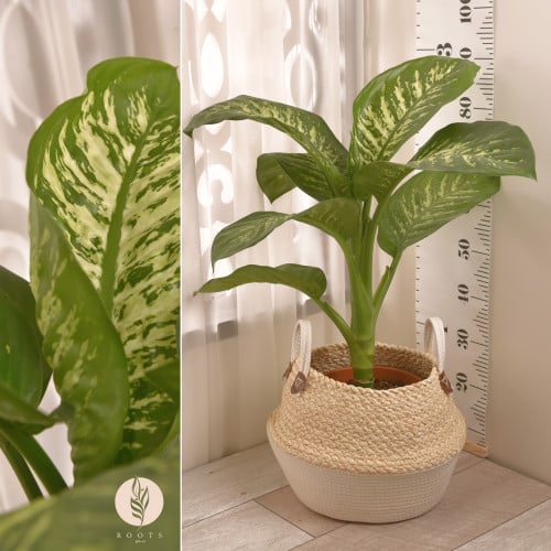 دفنباخيا Dieffenbachia