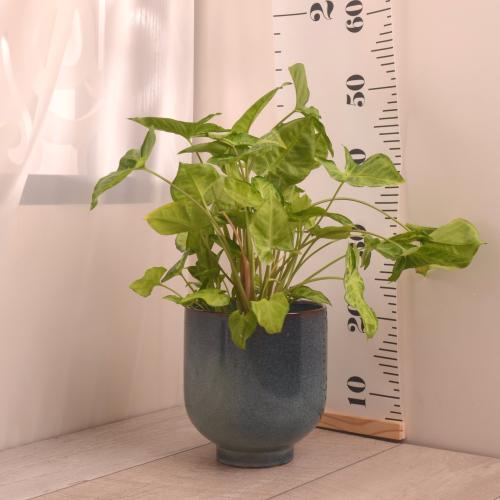 سنجونيوم  مع حوض سيراميك أزرق