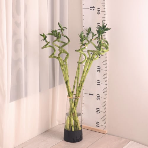 ساق بامبو  صيني