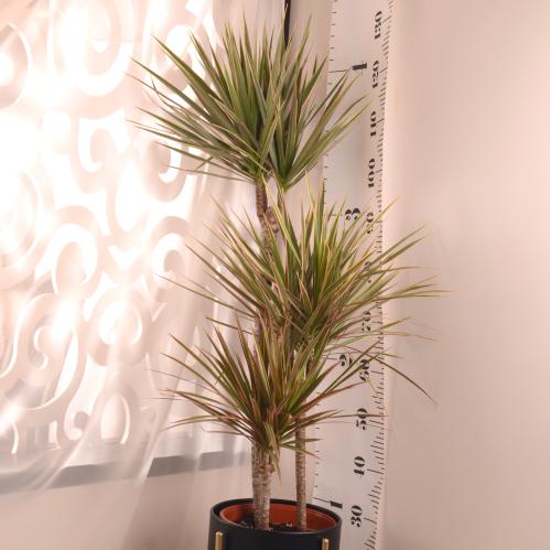 دراسينا كومباكتا