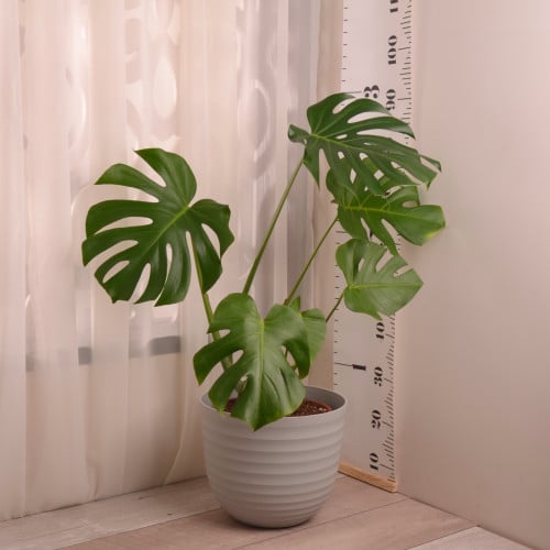 مونستيرا ديلوسيا