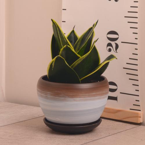 نبتة جلد النمر صغير مع حوض سيراميك