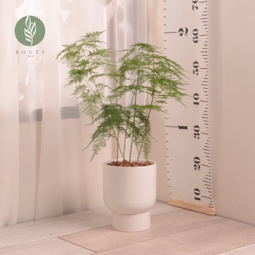 اسبرجس  asparagus مع حوض سيراميك أبيض