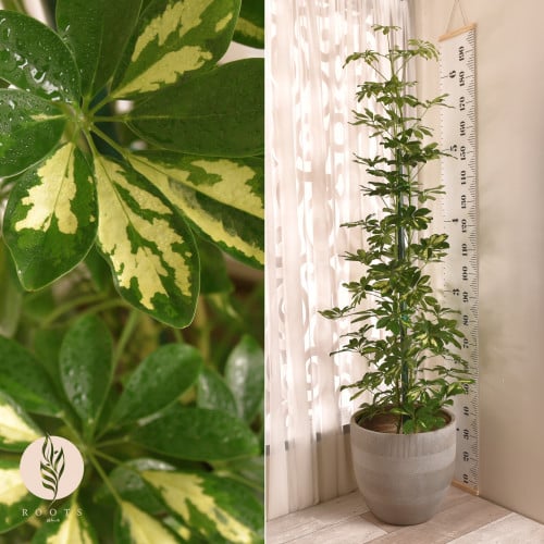 شفليرا ا schefflera