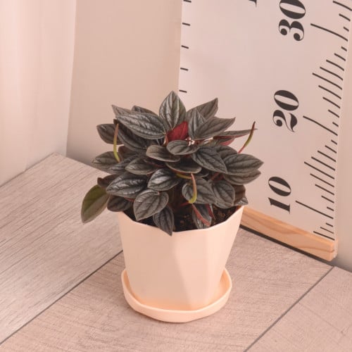 ببروميا سانتوريني