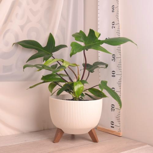 فيلودنردون