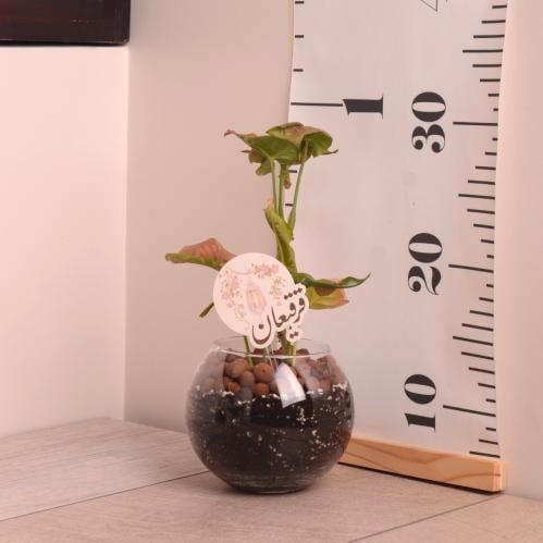 نبتة سنجونيوم وردي بوعاء زجاجي مع تاق العيد