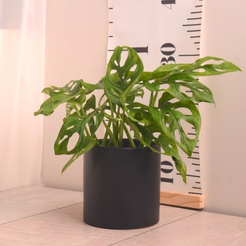 مونستيرا مونكي  أو ادنسوني Monstera adansonii