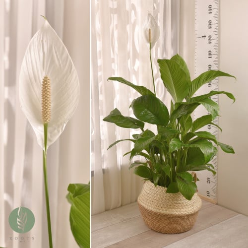 الأشرعة البيضاء spathiphyllum أو peace lily