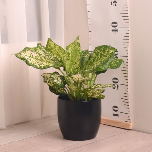 أجلونيما مبرقش