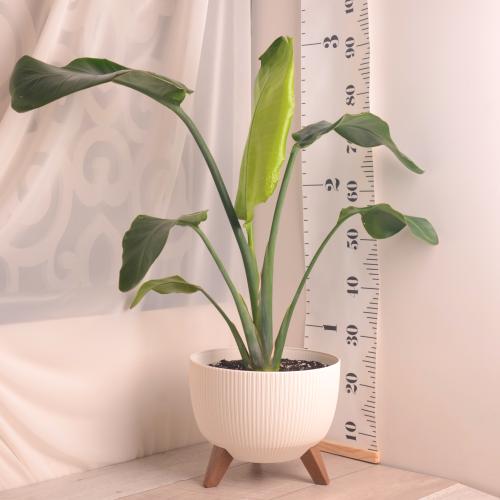 نبتة عصفور الجنة بحوض أنيق بأرجل (بلاستيك)