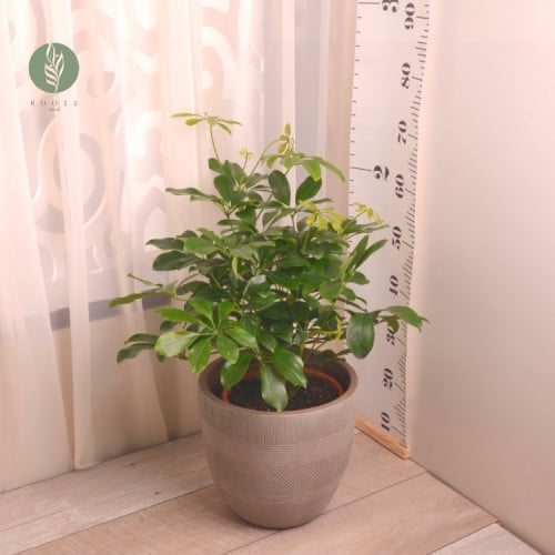 شفليرا كومباكتا schefflera compacta