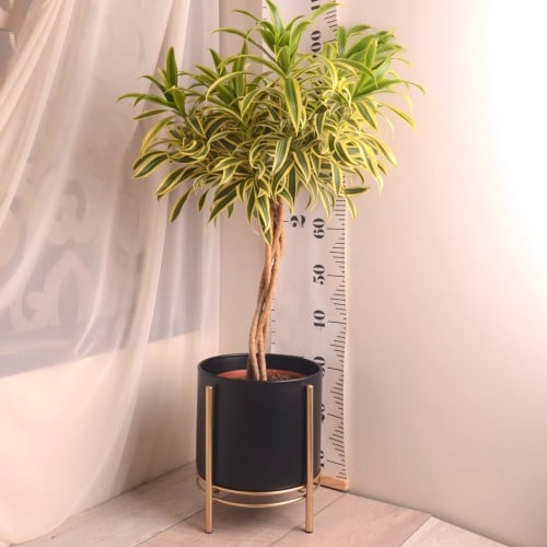 دراسينا ليمون ماسنجانا