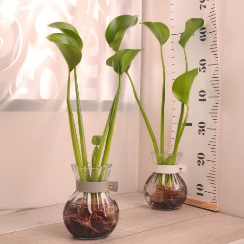 نبتة ورد النيل المائية water hyacinth