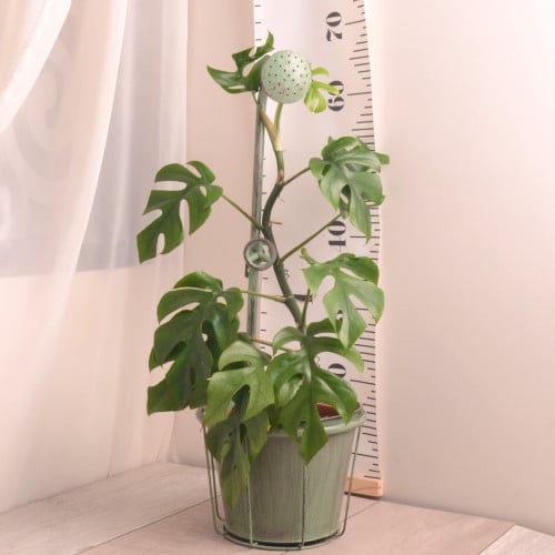 مونستيرا ميني مي