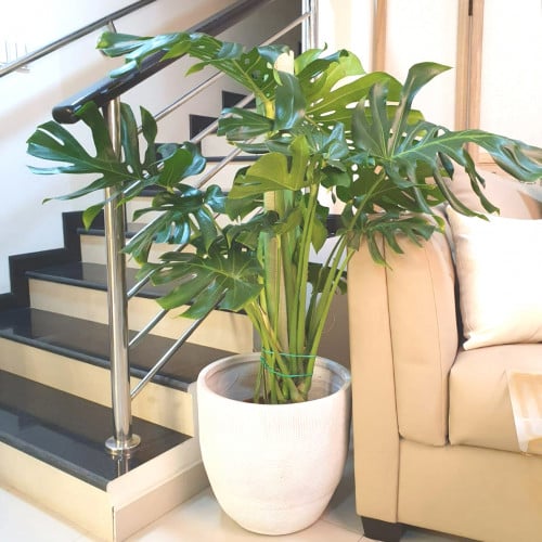 مونستيرا القفص الصدري على ساند