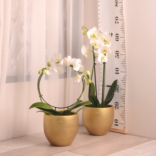 أوركيد أصفر مع حوض سيراميك ذهبي