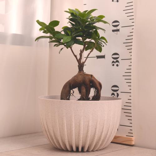 فيكس مكروكاربا مع حوض أنيق (بلاستيك)