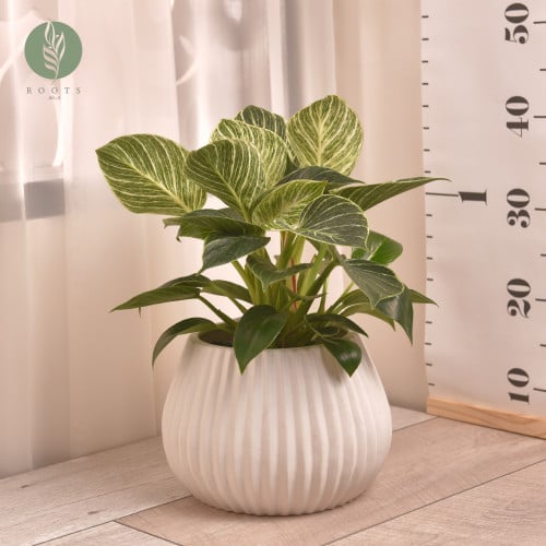 فيلودندرون بيركين Philodendron Birkin