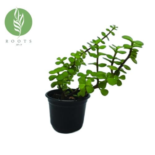 دمعة الطفل نبتة