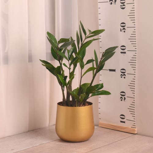 زاميا مع حوض ذهبي من المعدن