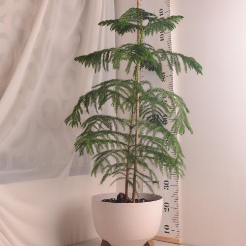 أروكاريا مع حوض أنيق بأرجل (بلاستيك)