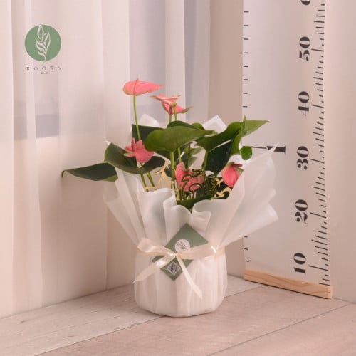 انثوريوم بزهور وردية مع حوض سيراميك مخطط