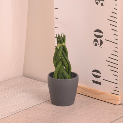 سنسفيريا مجدول صغير مع حوض سيراميك