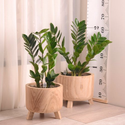 زاميا مع حوض خشبي