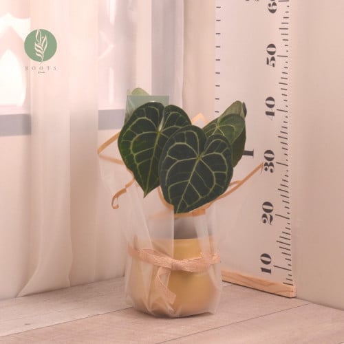 انثوريوم كلارينفيوم مع حوض ذهبي معدن