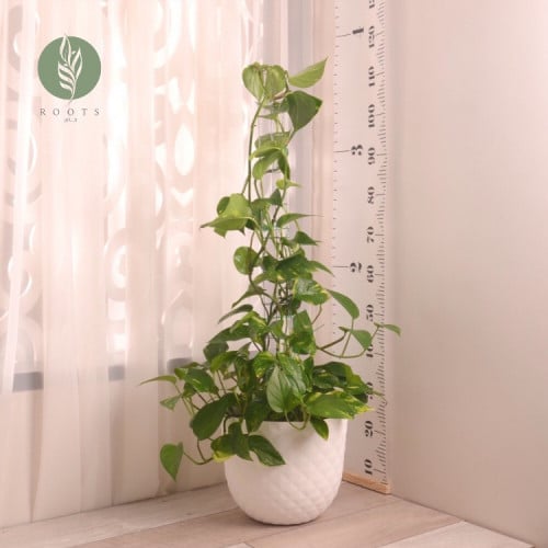 بوتس متسلق بعمود