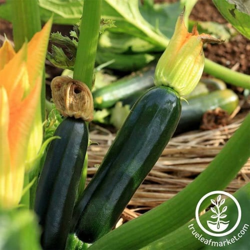 كوسا أخضر  Squash Seeds - Summer - Zucchini Black Beauty (Organic) ( 2 جرام =19 بذرة )