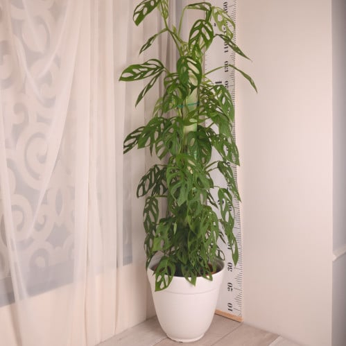 مونستيرا ادنسوني (مونكي)