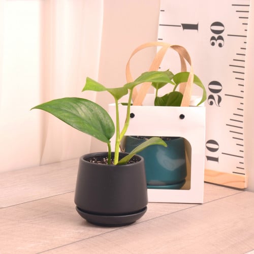 توزيعات  بوتس مع حوض سيراميك (يوم المعلم)