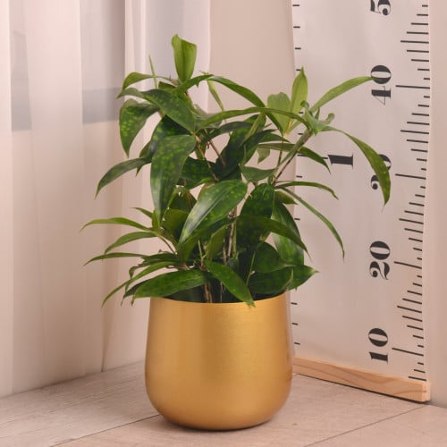 دراسينا  سركيولوزا Dracaena surculosa