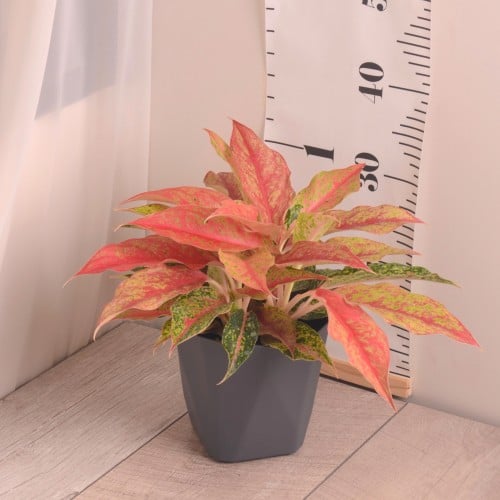 أجلونيما ملونة