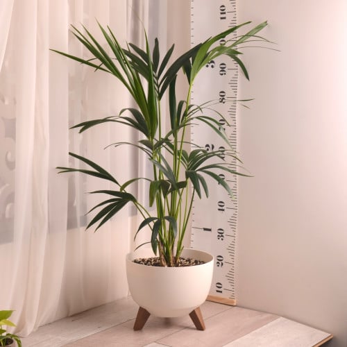 كنتيا مع حوض أنيق (بلاستيك)