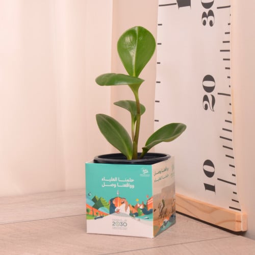 ببروميا صغير توزيعات توزيعات اليوم الوطني السعودي94