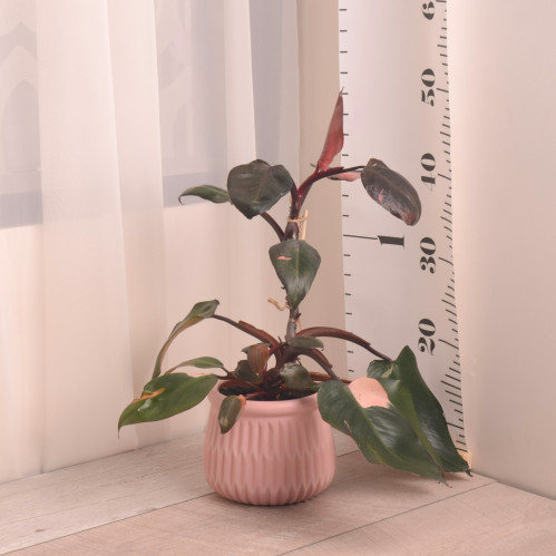 فيلودندرون بينك برنسس pink prensses