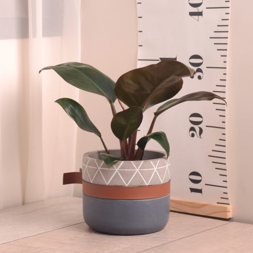 فيلودندرون امبريال رد