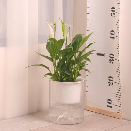 زنبقة السلام مع حوض ري ذاتي peacelily