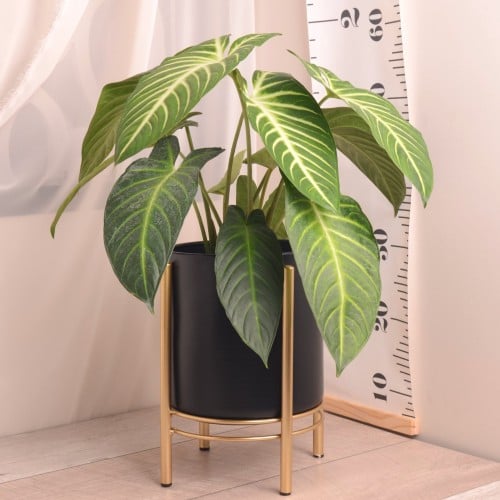 كلاديوم lindenii magnificum