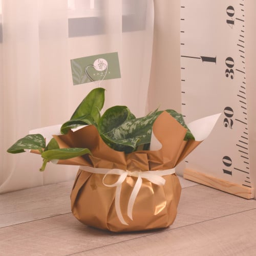 سكندابسس بكتوس مع حوض ذهبي معدن