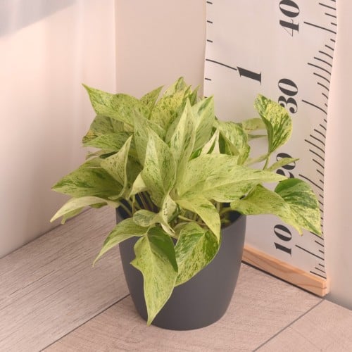 بوتس ثلجي snow